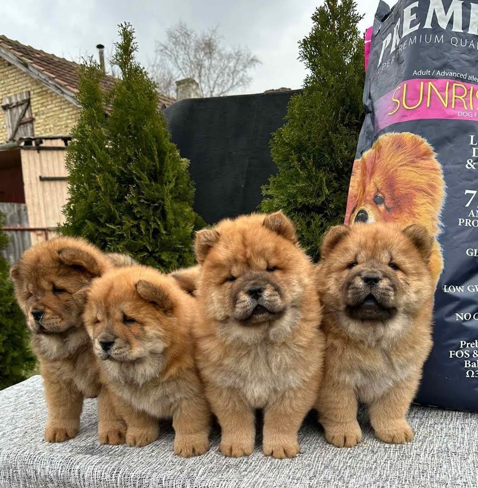 Chow-chow-štenci