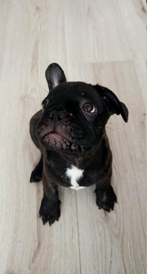 Francuski-buldog