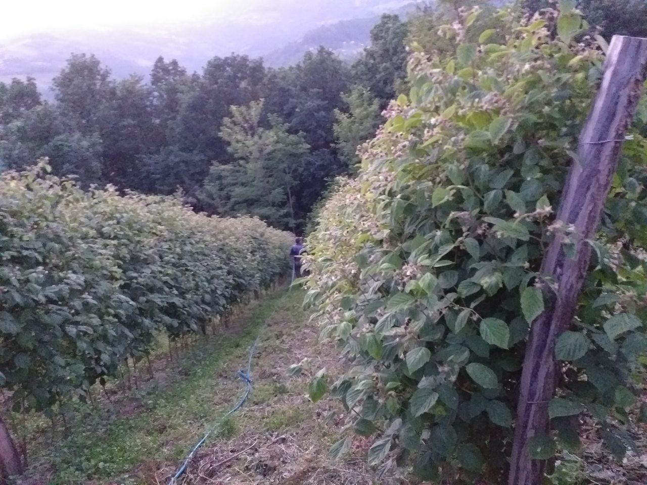Beraci-maline