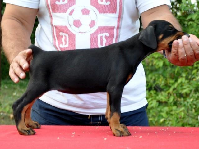 Doberman-stenad