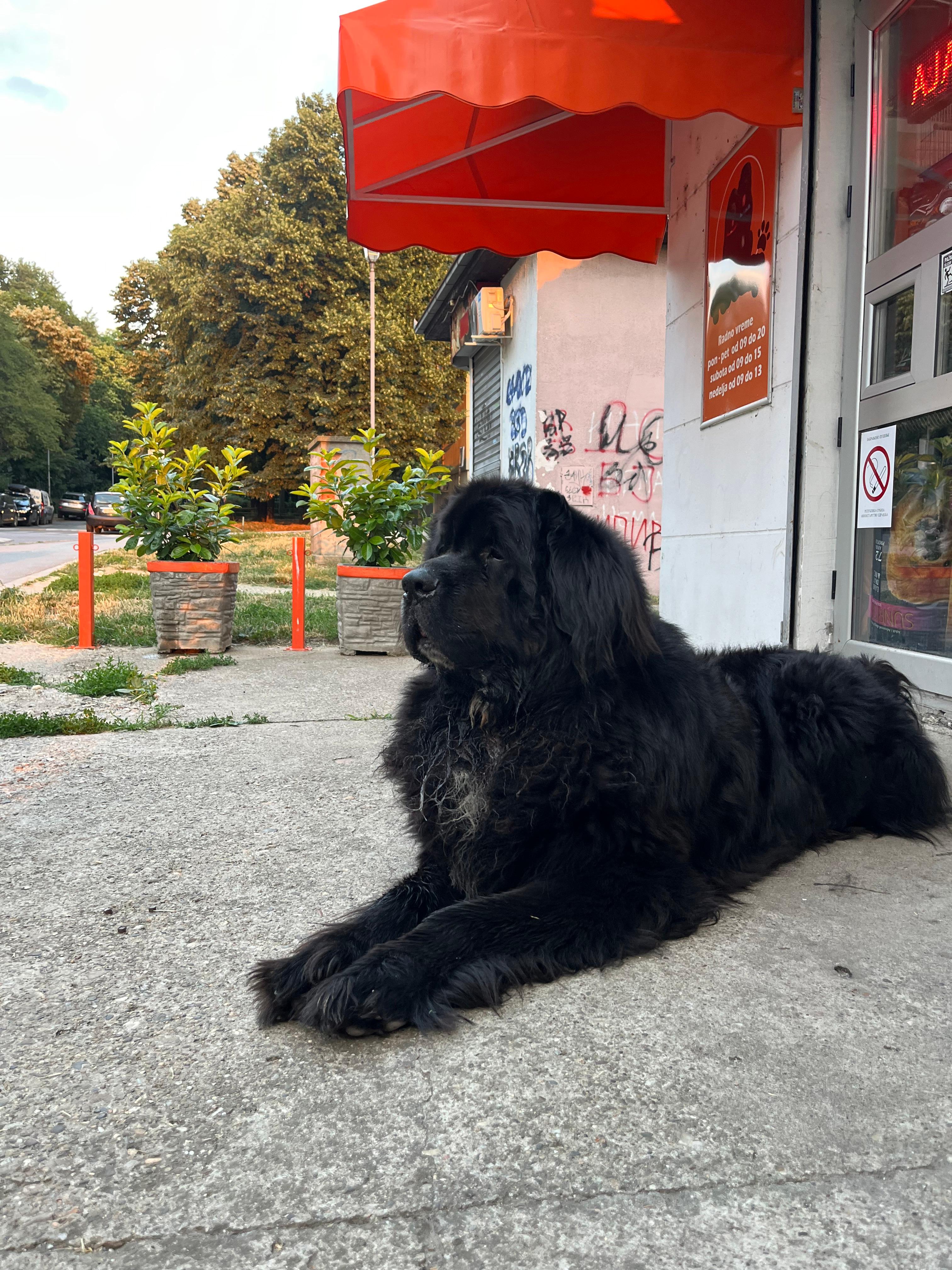 Dostupan-muzjak-za-parenje