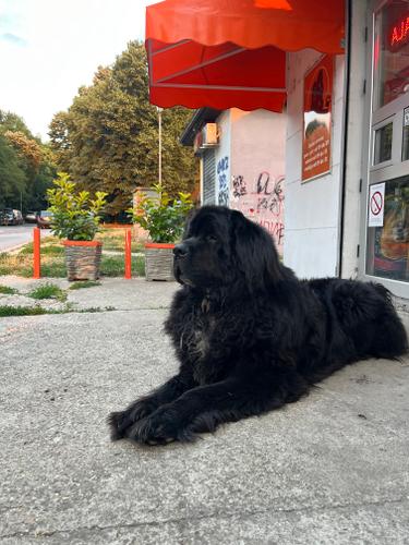 Dostupan muzjak za parenje
