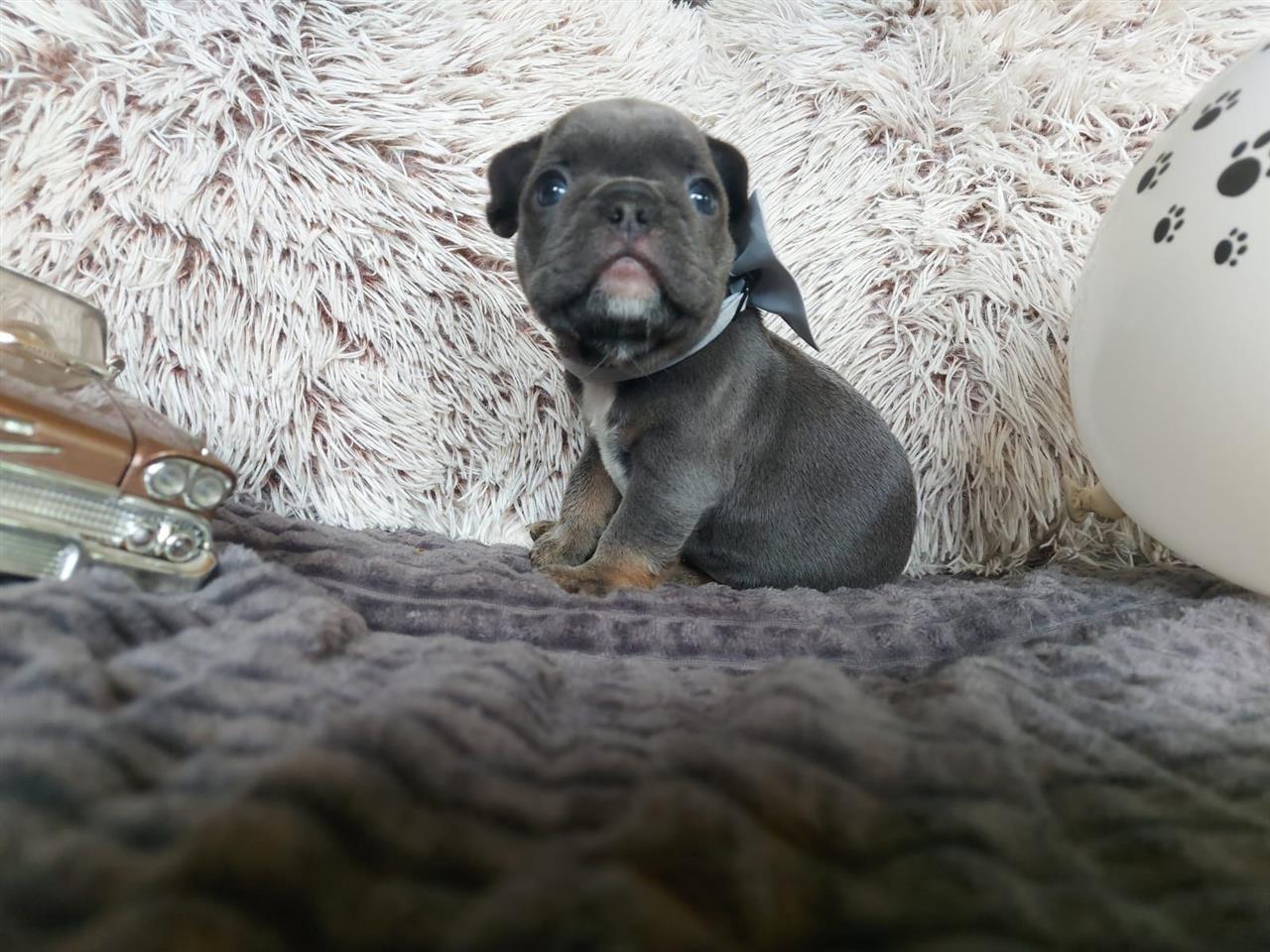 Francuski-buldog-blue-tan