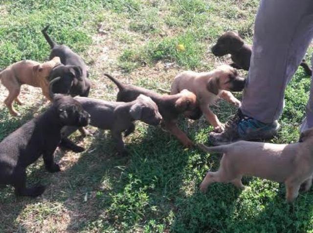 Cane-Corso-štenci