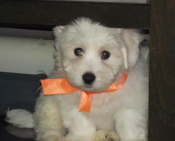 Coton-de-Tulear