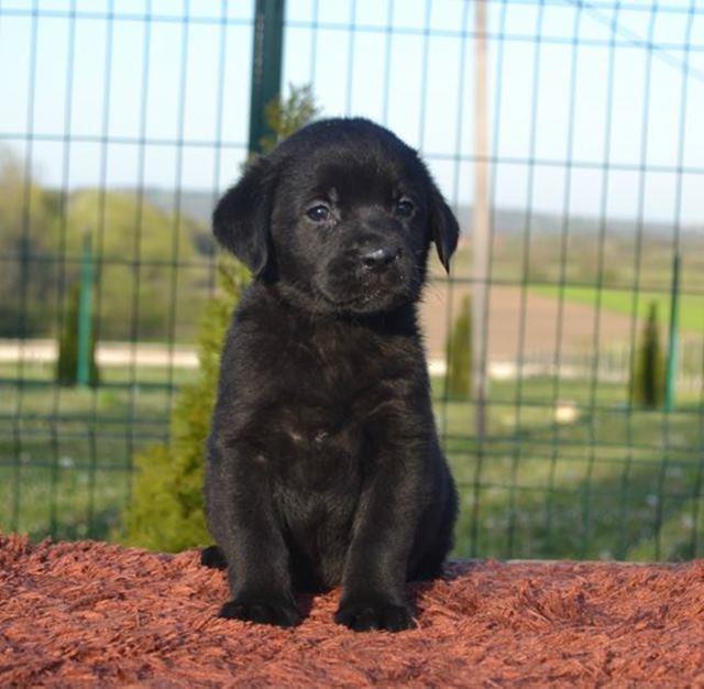Labrador-retriver-