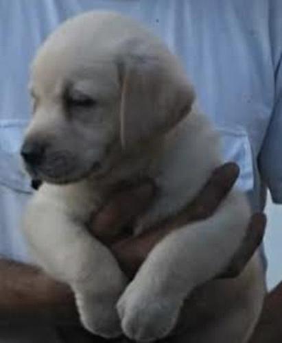Labrador retriver  štenci