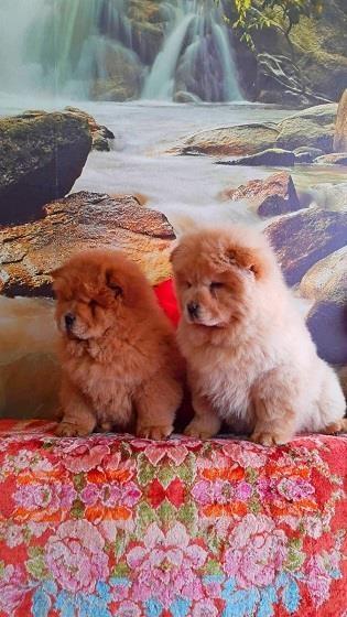 CHOW-CHOW-CAU-CAU