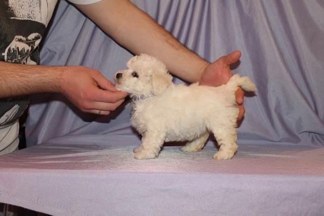 Bichon-Frise-