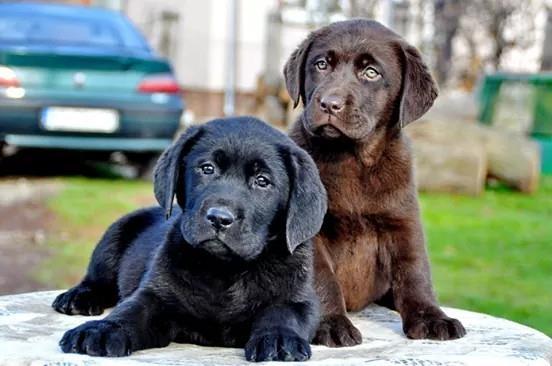 Labrador-stenci-