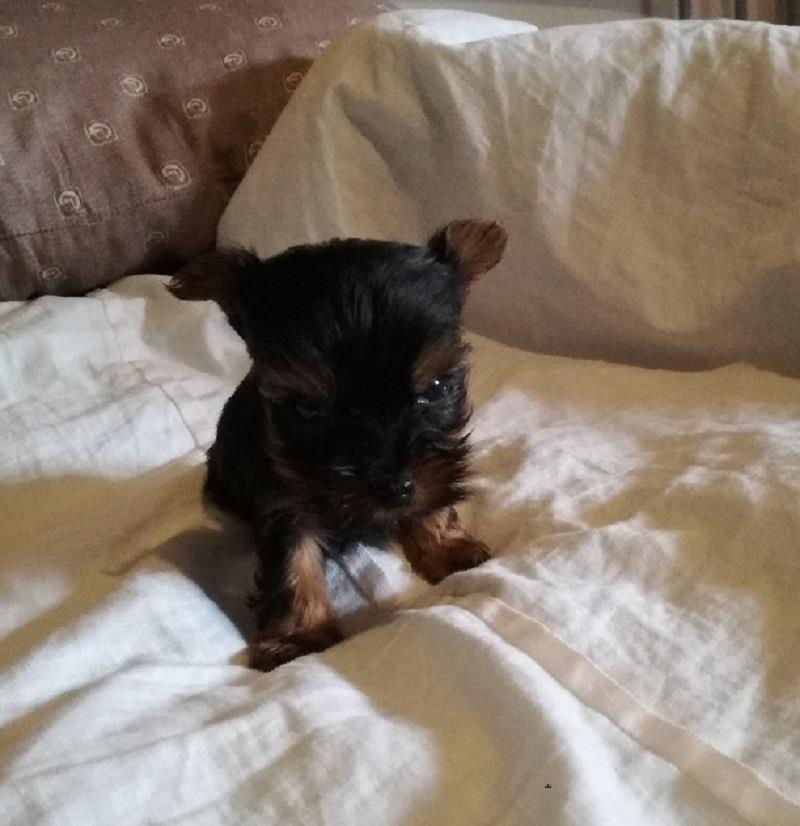 Mini-jorki