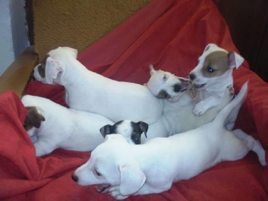 Jack-Russell-Terrier