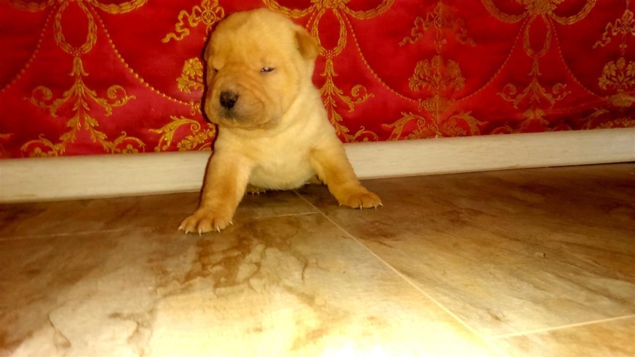 Shar-Pei