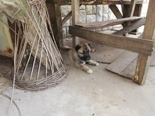 Kangal---Turski-pastirski-pas