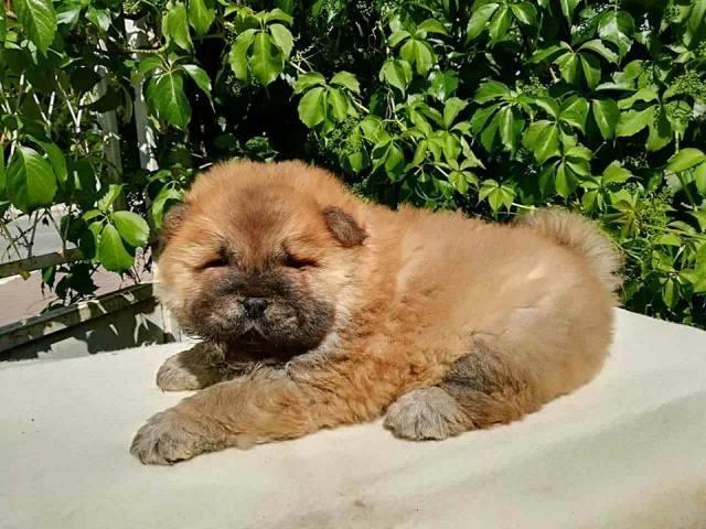 Chow-Chow-stenci