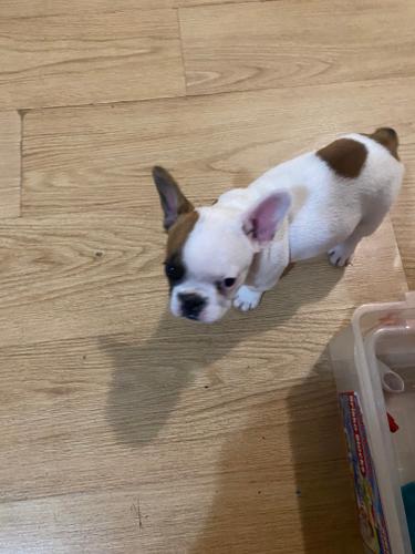 Francuski buldog stene