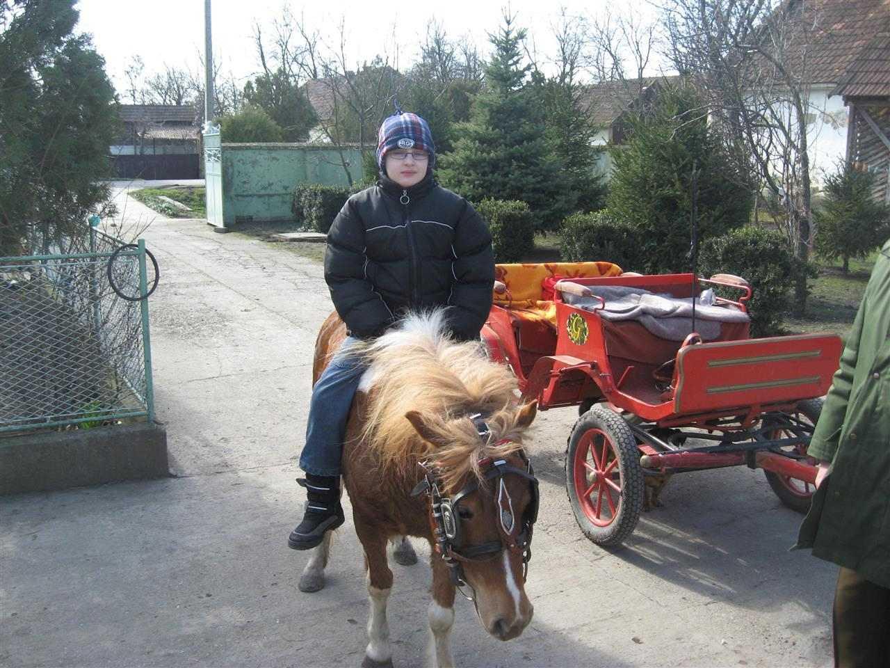 Poni-konji