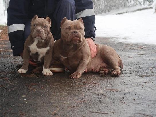 Micro-American-Bully