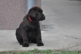 stenci-labradora