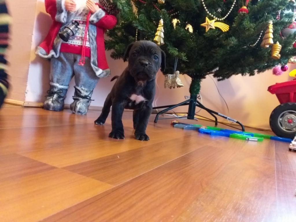 Cane-corso-stenci