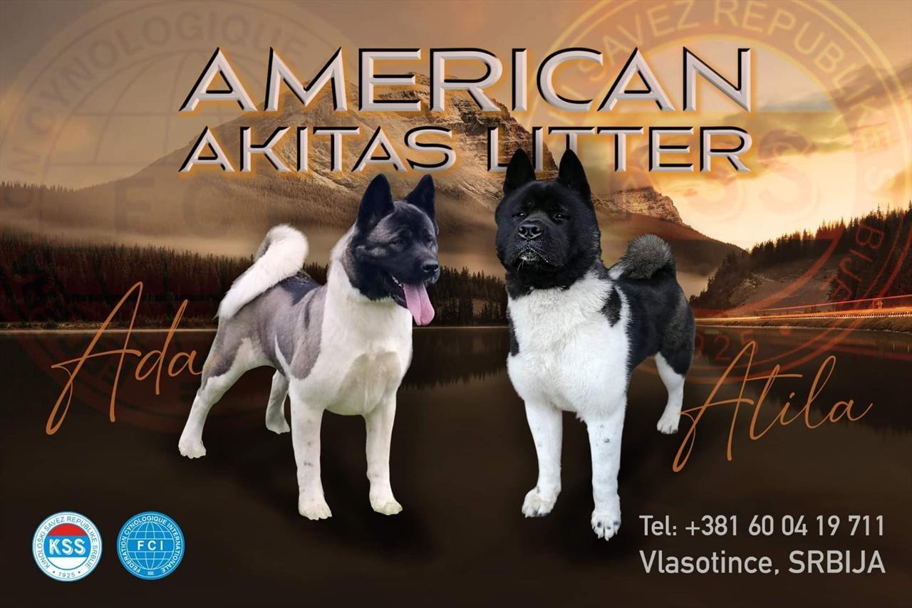 Američka-Akita