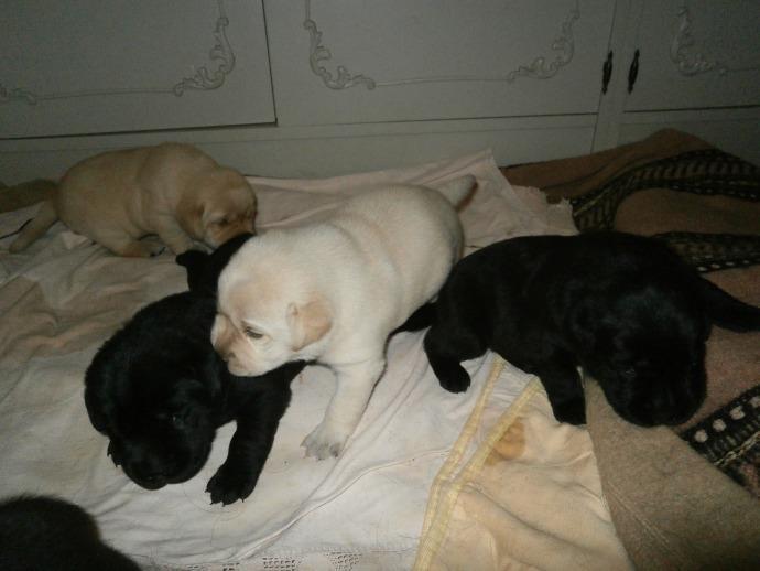 Stenci-Labrador-retrivera-Kingdom