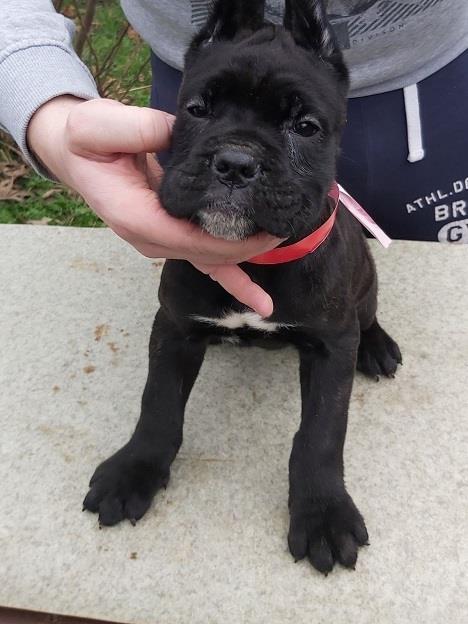 Cane-corso-štenci