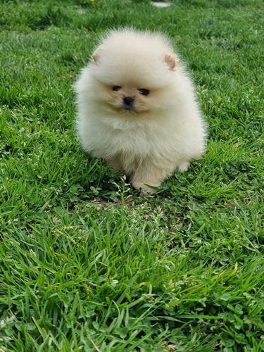 Pomeranski spic
