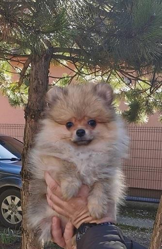 Pomeranac--devojcica