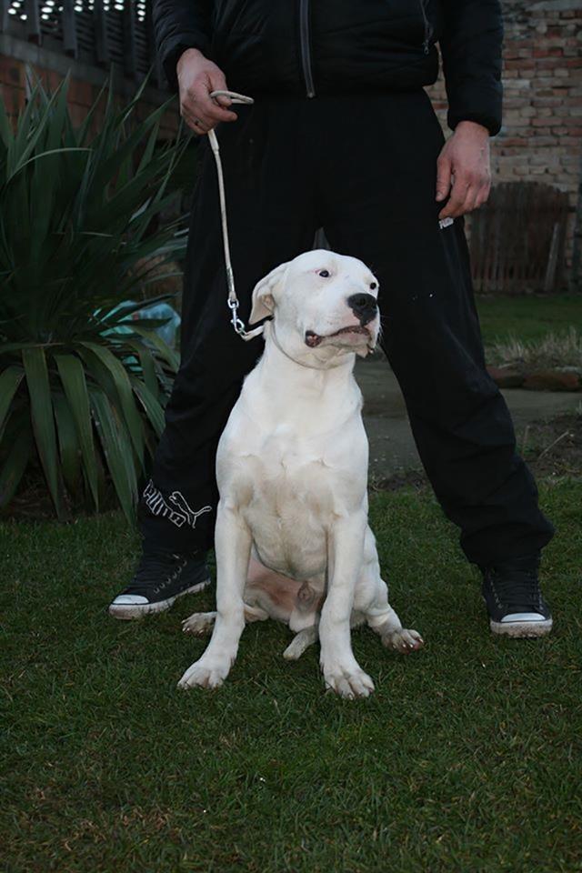 Dogo-Argentino-štenci-na-prodaju
