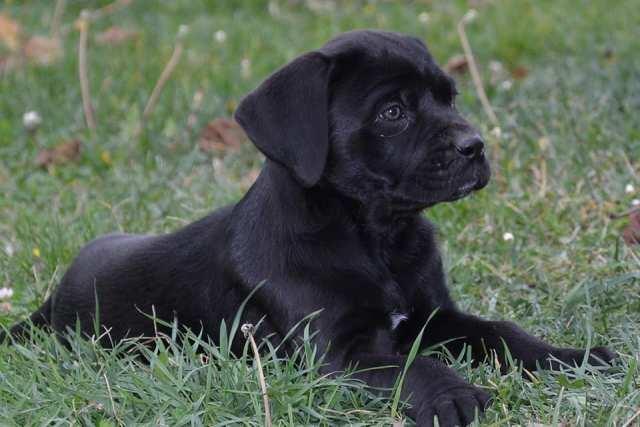 Cane-Corso--štenci