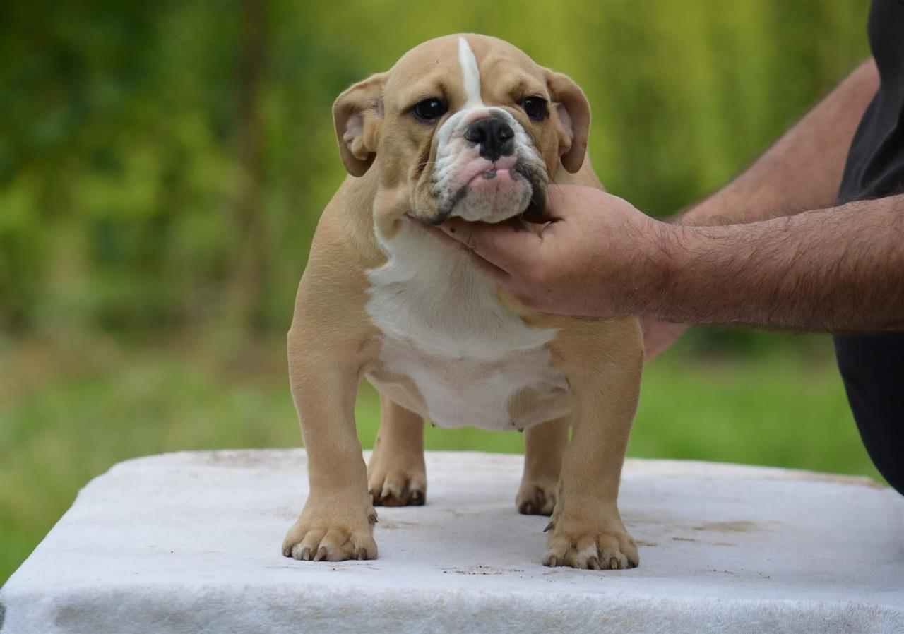 Engleski-buldog