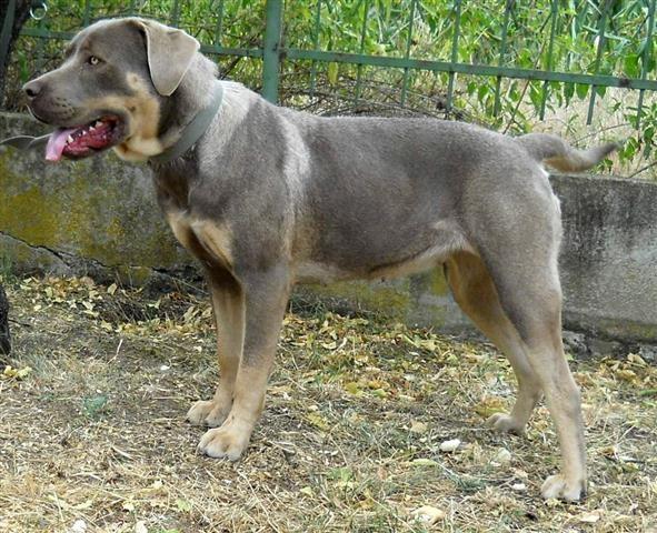 Srpski-odbrambeni-pas