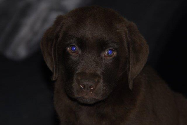 Labrador-retriver-čokoladna-i-crna-štenad