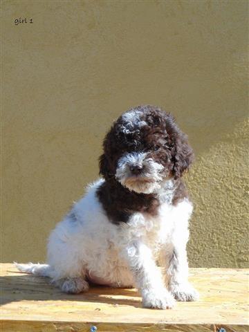 Lagotto-Romagnolo