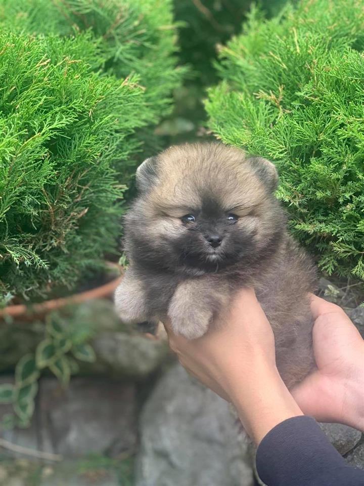 Pomeranski-spic