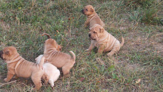 Sar-pej--Shar-pei--stenci