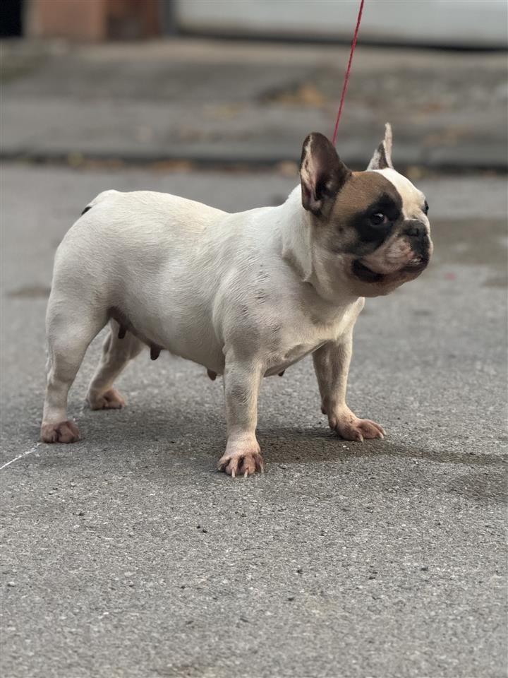Francuski-buldog