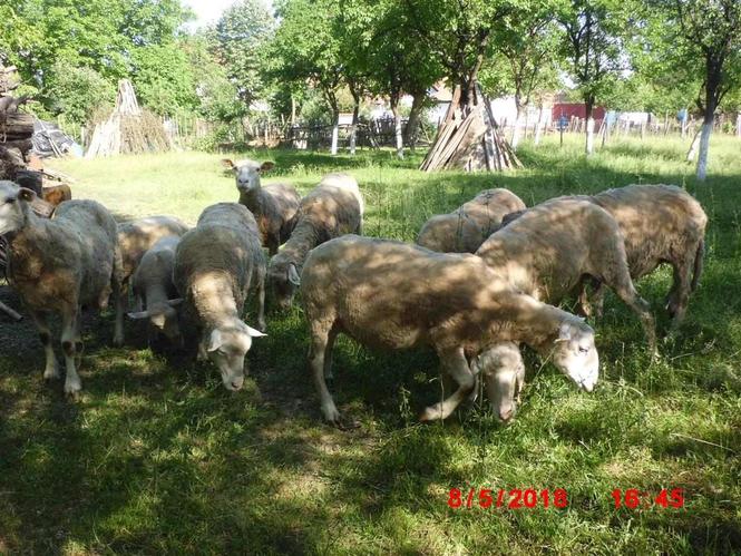 Prodaja ovaca