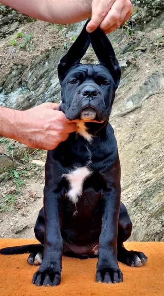 Stenci-cane-corso-