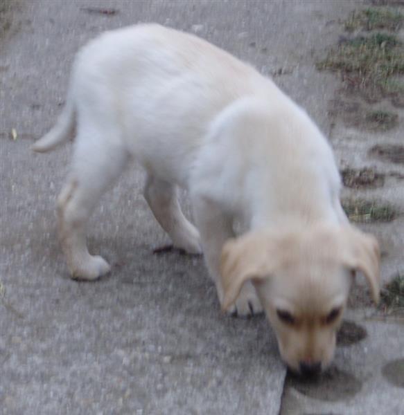 Labrador-Retriver-stenad