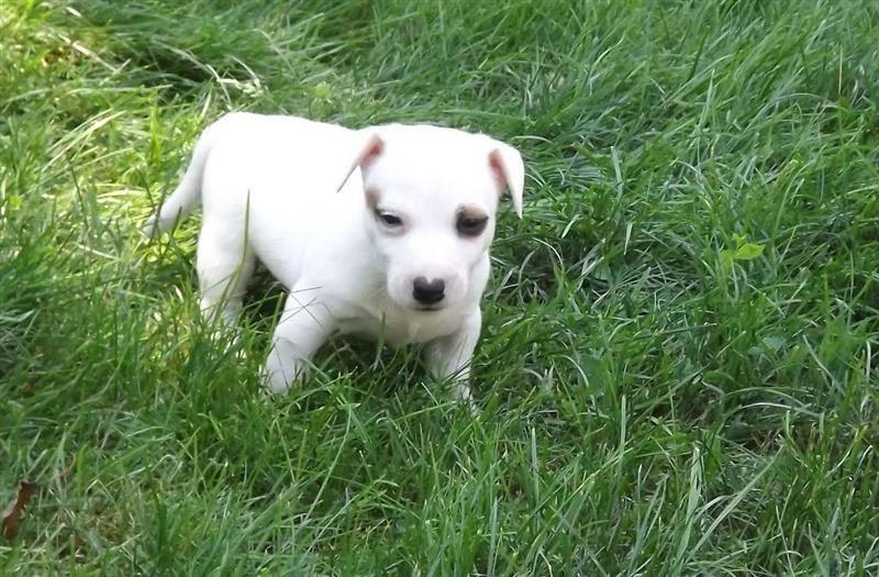 Jack-Russell-terrier-štenci--