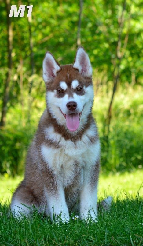 Sibirski-Haski-