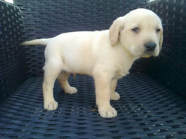 Labrador-retriver-prelepa-stenad