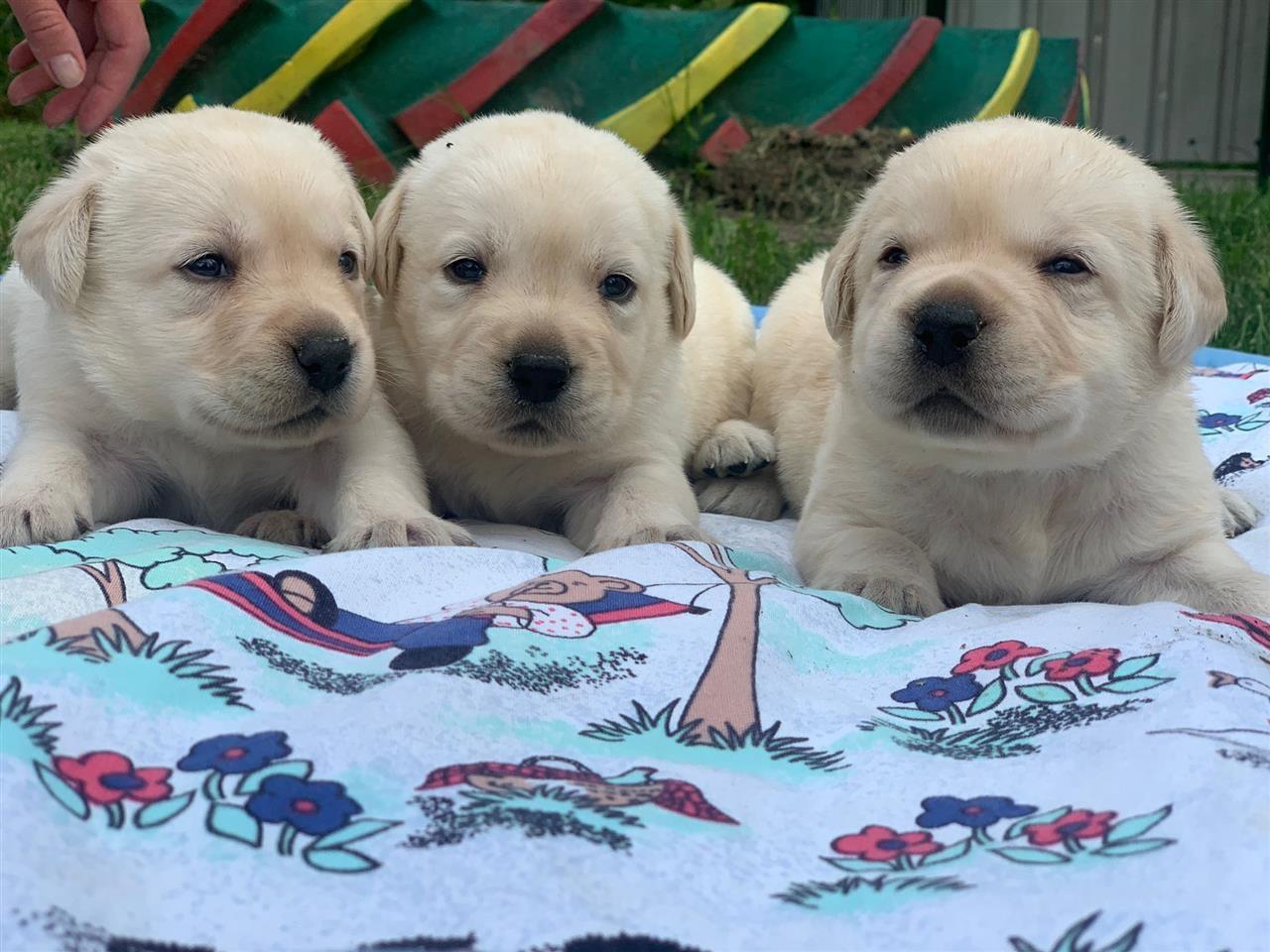 Labrador-retriver-štenci-