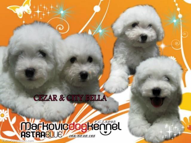 Bichon-Frise