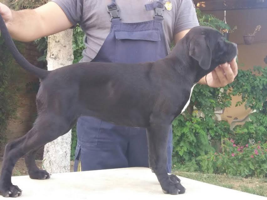 Cane-corso-stenci