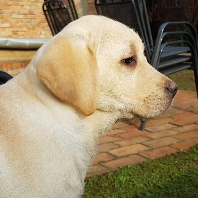 Labrador-retriver-stenci