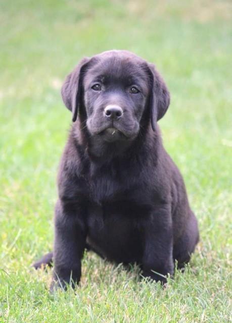 Labrador-retriver-stenci