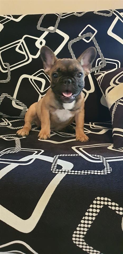 Francuski-buldog-štene